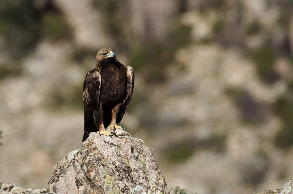 DRuiuaquila reale min 2048x1358 1
