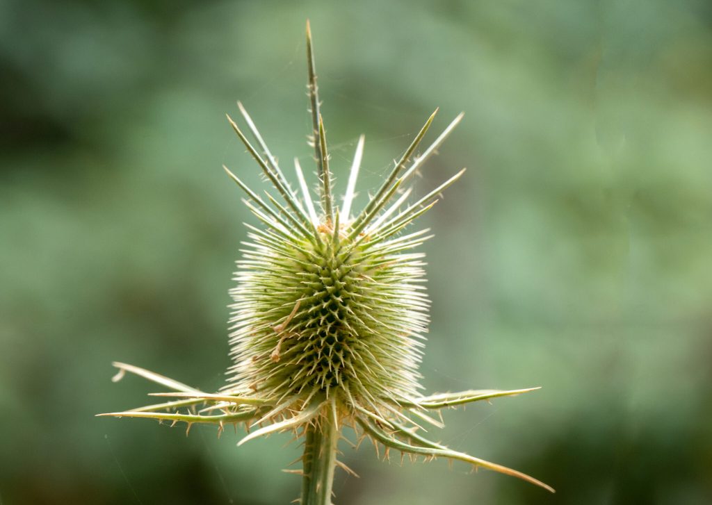 Dipsacus valsecchiae camarda LON8887GPaulis 2048x1454 1