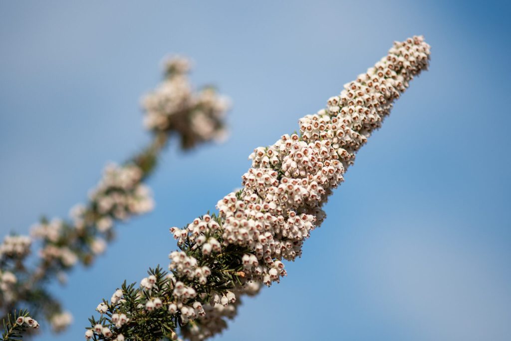 Erica arborea LON1159GPaulis 2048x1365 1