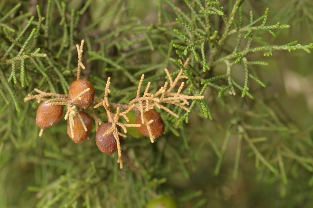 Ginepro fenicio Juniperus phoeniceaGPaulis LON6397 2048x1360 1