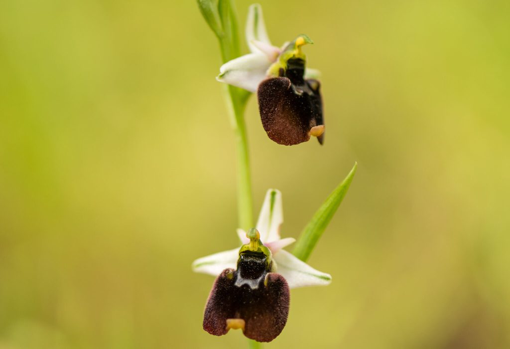 Hophys holoserica chestermanii LON2897GPaulis 2048x1400 1