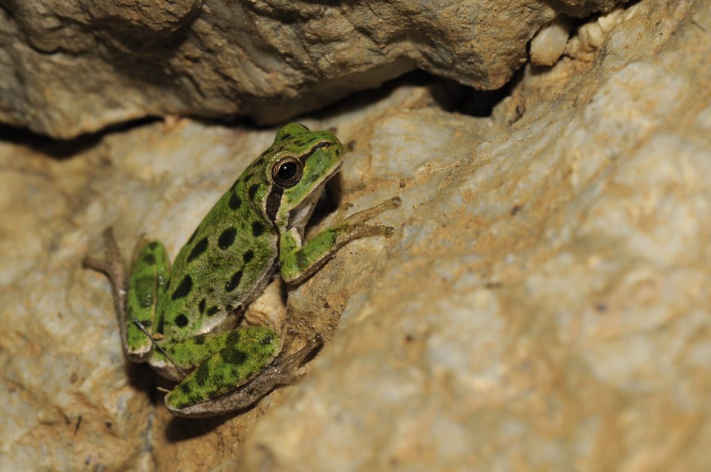 Raganella Paulis min 2048x1360 1