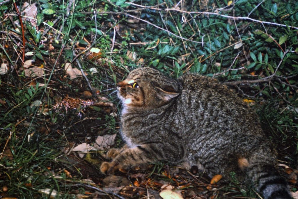 gatto selvatico LON6242 2 min 2048x1367 1