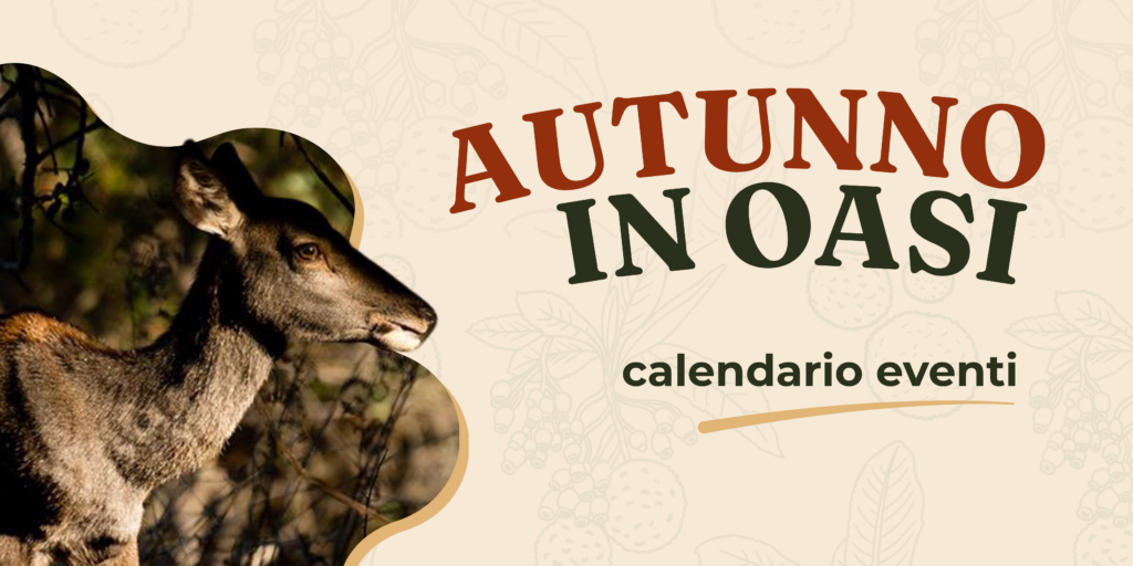 Copertina eventi autunno sito web